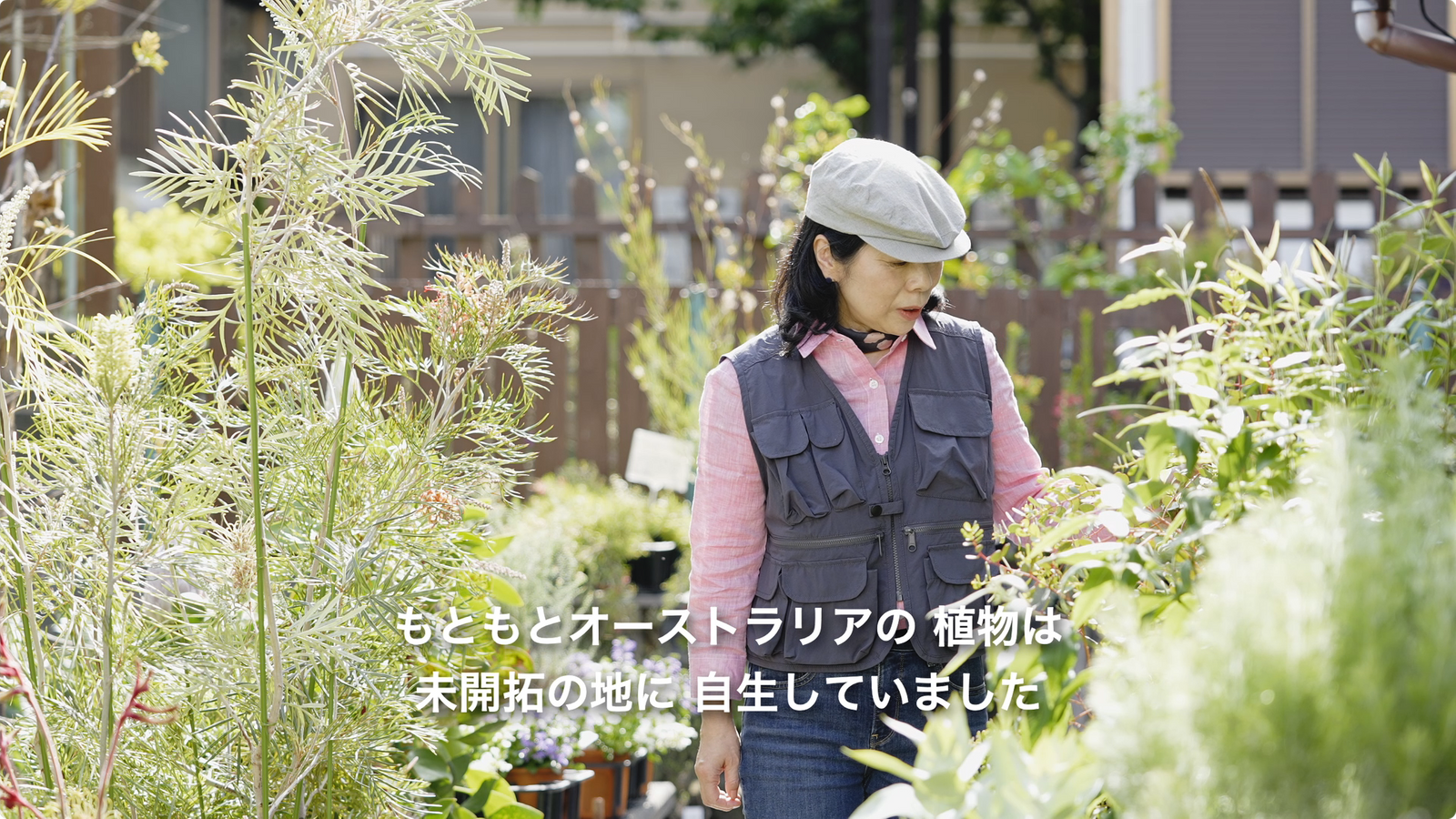 在日オーストラリア大使館 豊かな固有野生植物 映像